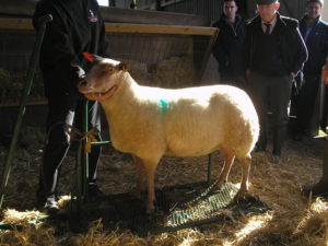 The dressed ewe – ready to show