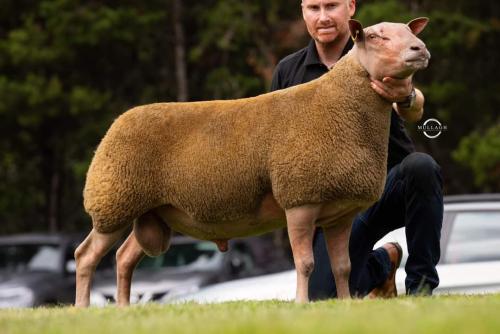 Overall Champion (shearling ram) Oldwood Antrim Lad from James Houston
