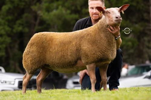 Reserve Overall Champion (shearling ewe) Olwood Anastasia form James Houston