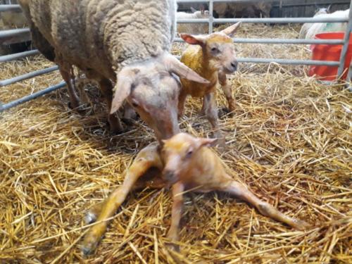New Born Pure Lambs