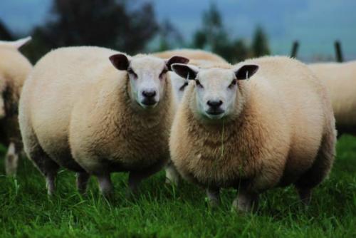 Rou-teX ewe lambs 2