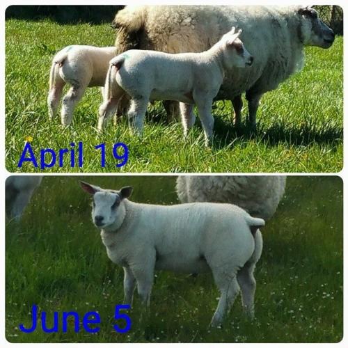 lamb growth